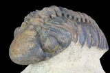 Reedops Trilobite Fossil - Morocco #75467-2